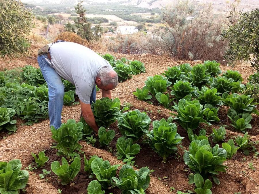 rp0pbMW0_Organic Gardens tours (23)_1.jpg